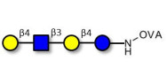 Lacto-N-neotetraose (LNnT / neo-LNT) grafted on OVA