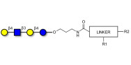 Lacto-N-neotetraose (LNnT / neo-LNT) with customizable dual functionalization 