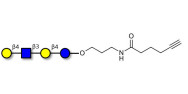 Lacto-N-neotetraose (LNnT / neo-LNT) with terminal alkyne (Linker-CΞCH C)