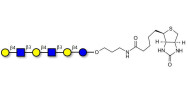 Para-Lacto-N-neohexaose (Para-LNnH) linked to biotin (Linker-BT B)