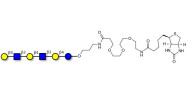 Para-Lacto-N-neohexaose (Para-LNnH) linked to biotin (Linker-BT C)