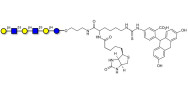 Para-Lacto-N-neohexaose (Para-LNnH) linked to biotin and fluorescein (Linker-BT-FLUO A)