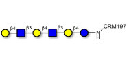 Para-Lacto-N-neohexaose (Para-LNnH) grafted on CRM197