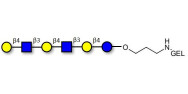 Para-Lacto-N-neohexaose (Para-LNnH) grafted on gel for affinity chromatography (Linker-GEL B)