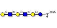 Para-Lacto-N-neohexaose (Para-LNnH) grafted on HSA