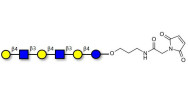 Para-Lacto-N-neohexaose (Para-LNnH) linked to maleimide (Linker-MAL A)