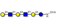 Para-Lacto-N-neohexaose (Para-LNnH) grafted on OVA