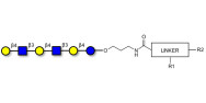 Para-Lacto-N-neohexaose (Para-LNnH) with customizable dual functionalization 