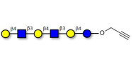 Para-Lacto-N-neohexaose (Para-LNnH) with terminal alkyne (Linker-CΞCH B)