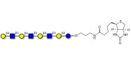 Lacto-N-neooctaose (LNnO) linked to biotin (Linker-BT B)