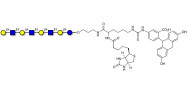 Lacto-N-neooctaose (LNnO) linked to biotin and fluorescein (Linker-BT-FLUO A)