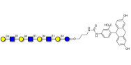 Lacto-N-neooctaose (LNnO) linked to fluorescein (Linker-FLUO A)