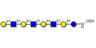 Lacto-N-neooctaose (LNnO) grafted on HSA