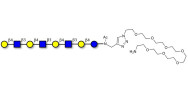 Lacto-N-neooctaose (LNnO) with free terminal amine (Linker-NH2 C)