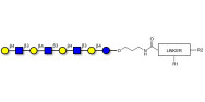 Lacto-N-neooctaose (LNnO) with customizable dual functionalization 