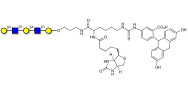 Galacto-N-neopentaose linked to biotin and fluorescein (Linker-BT-FLUO A)