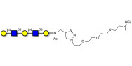 Galacto-N-neopentaose grafted on gel for affinity chromatography (Linker-GEL A)