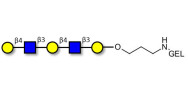 Galacto-N-neopentaose grafted on gel for affinity chromatography (Linker-GEL B)