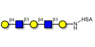 Galacto-N-neopentaose grafted on HSA