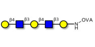 Galacto-N-neopentaose grafted on OVA