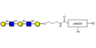 Galacto-N-neopentaose with customizable dual functionalization 