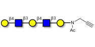 Galacto-N-neopentaose with terminal alkyne (Linker-CΞCH A)