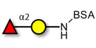 Blood group H antigen disaccharide grafted on BSA