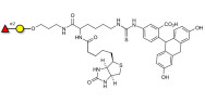 Blood group H antigen disaccharide linked to biotin and fluorescein (Linker-BT-FLUO A)