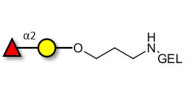 Blood group H antigen disaccharide grafted on gel for affinity chromatography (Linker-GEL B)