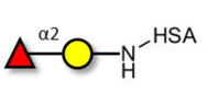 Blood group H antigen disaccharide grafted on HSA