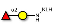 Blood group H antigen disaccharide grafted on KLH