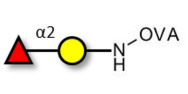 Blood group H antigen disaccharide grafted on OVA