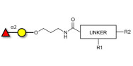 Blood group H antigen disaccharide with customizable dual functionalization 