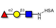 Blood group H antigen triose type 1 grafted on HSA