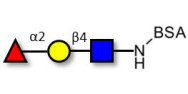 Blood group H antigen triose type 2 grafted on BSA