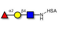 Blood group H antigen triose type 2 grafted on HSA