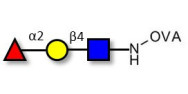 Blood group H antigen triose type 2 grafted on OVA