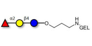 Blood group H antigen triose type 5 / 2’-Fucosyllactose (2'-FL) grafted on gel for affinity chromatography (Linker-GEL B)