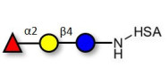 Blood group H antigen triose type 5 / 2’-Fucosyllactose (2'-FL) grafted on HSA