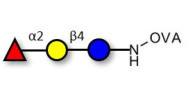 Blood group H antigen triose type 5 / 2’-Fucosyllactose (2'-FL) grafted on OVA