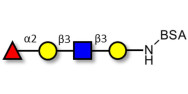 Blood group H antigen tetraose type 1 grafted on BSA