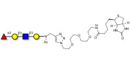 Blood group H antigen tetraose type 1 linked to biotin (Linker-BT A)