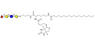 Blood group H antigen tetraose type 1 linked to biotin and stearic chain (Linker-BT-STEA A)