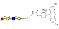 Blood group H antigen tetraose type 1 linked to fluorescein (Linker-FLUO A)