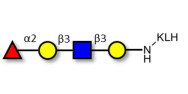 Blood group H antigen tetraose type 1 grafted on KLH