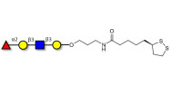 Blood group H antigen tetraose type 1 with cyclic di-thiol (Linker-LIPO A)