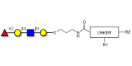 Blood group H antigen tetraose type 1 with customizable dual functionalization 