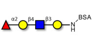 Blood group H antigen tetraose type 2 grafted on BSA