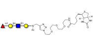 Blood group H antigen tetraose type 2 linked to biotin (Linker-BT A)