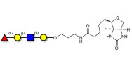Blood group H antigen tetraose type 2 linked to biotin (Linker-BT B)
